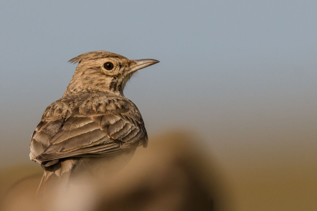 Cochevis huppé