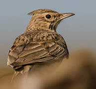 Crested Lark