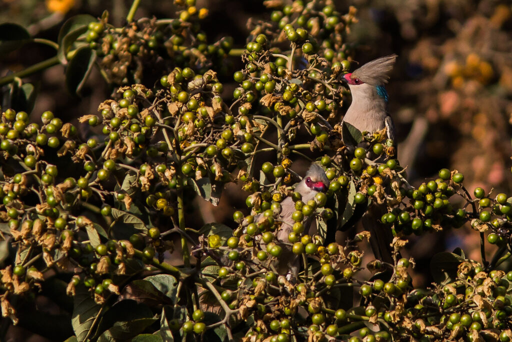 Blue-naped Mousebird