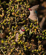 Blue-naped Mousebird