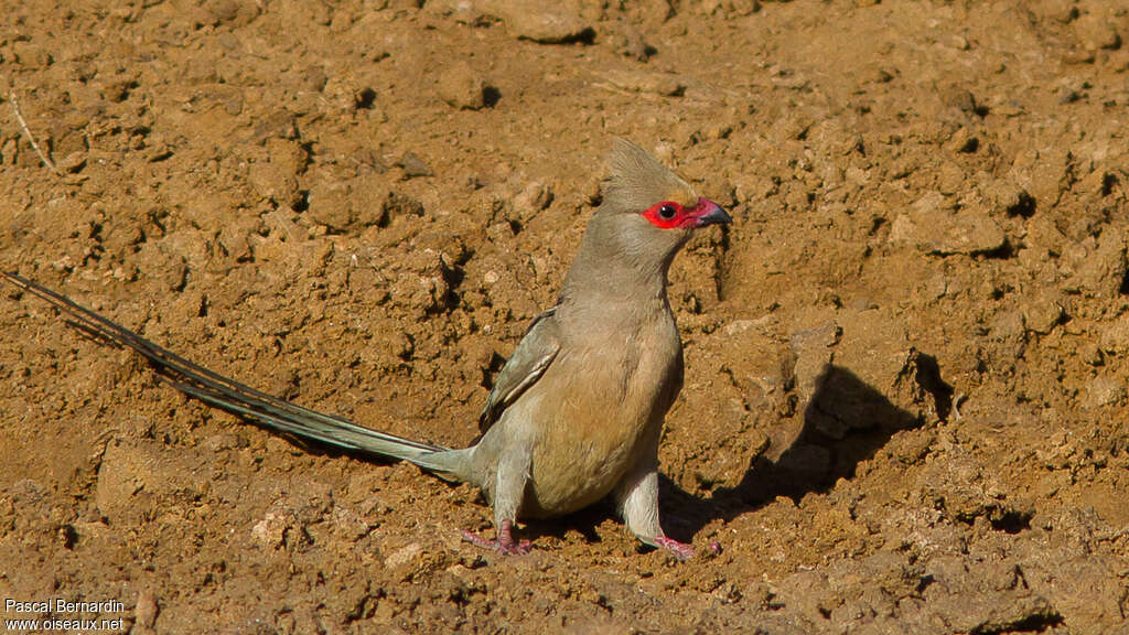 Red-faced Mousebirdadult, identification