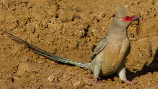 Red-faced Mousebird