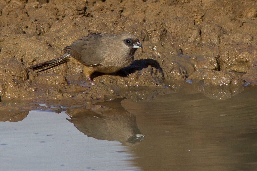 Speckled Mousebird