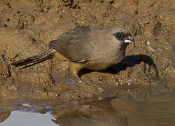 Speckled Mousebird