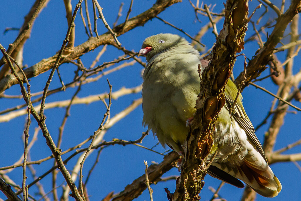 African Green Pigeon