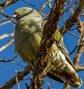 African Green Pigeon