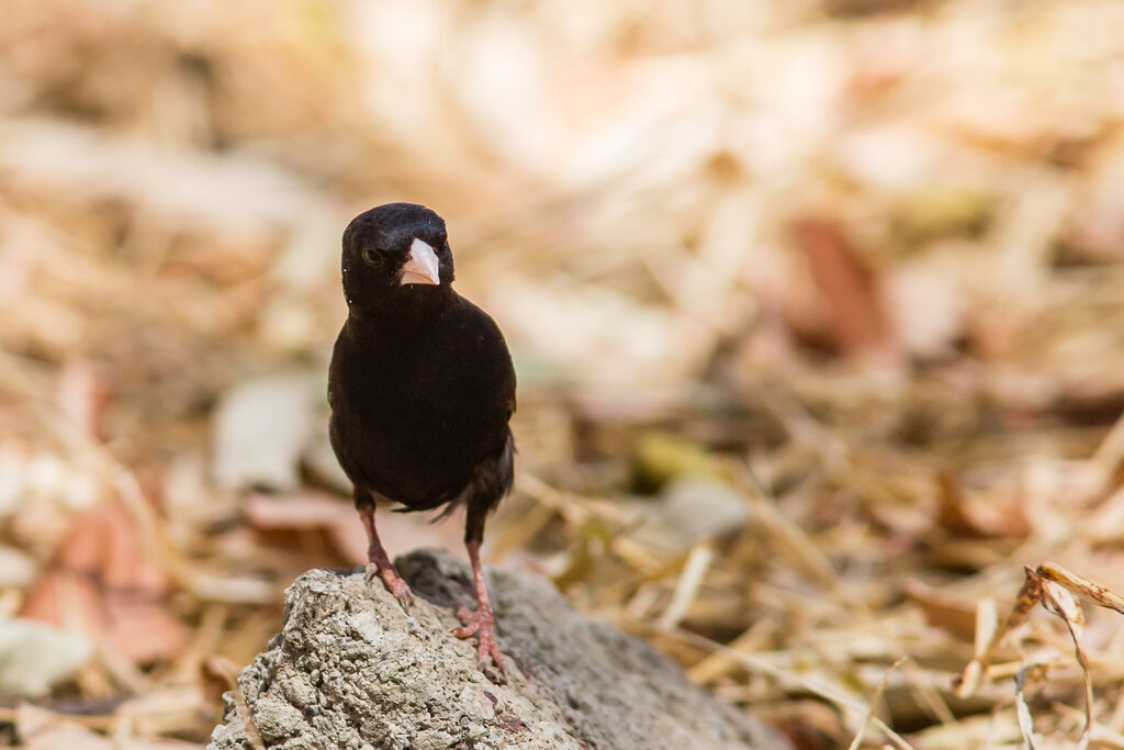 Village Indigobird