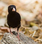 Village Indigobird