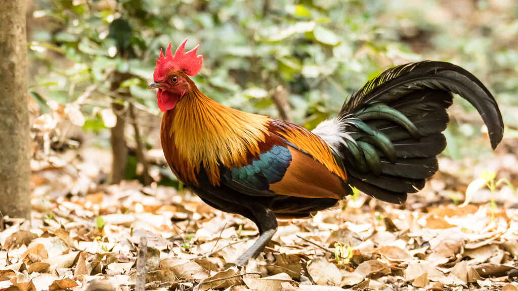 Red Junglefowl male adult, identification, walking