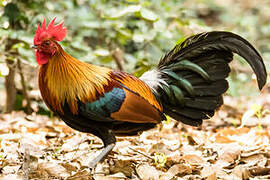 Red Junglefowl