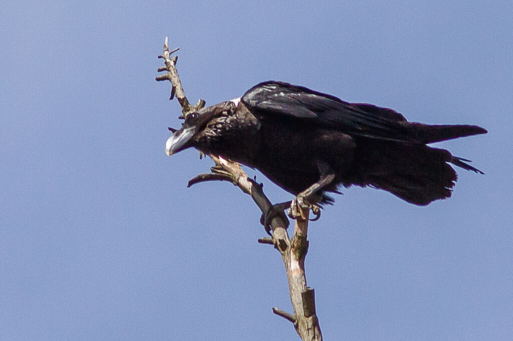 Corbeau à nuque blanche