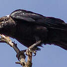 Corbeau à nuque blanche