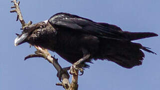 Corbeau à nuque blanche