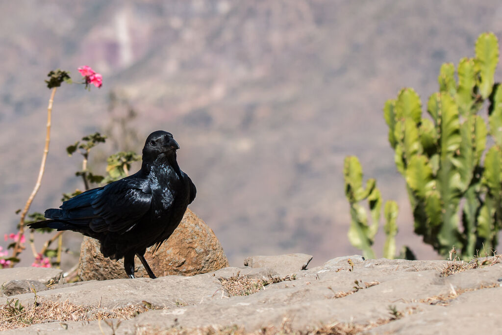 Fan-tailed Raven