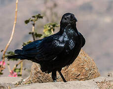 Fan-tailed Raven