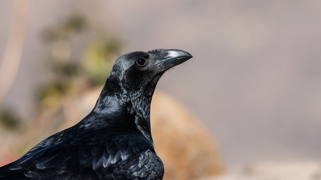 Fan-tailed Raven