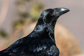 Corbeau à queue courte