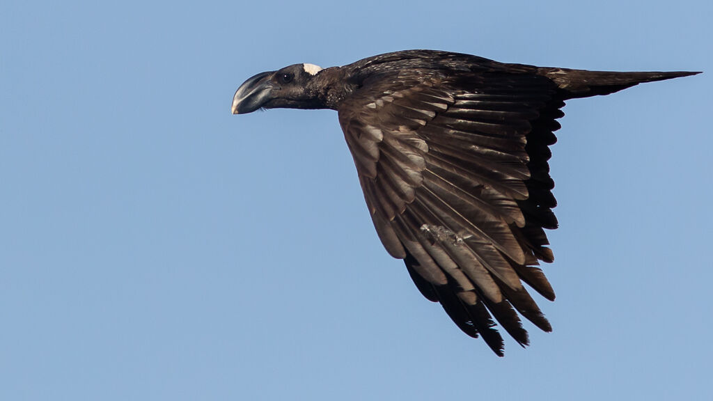 Thick-billed Raven