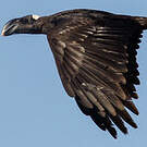Corbeau corbivau