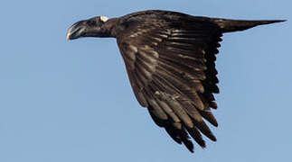 Thick-billed Raven