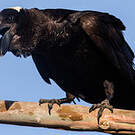 Corbeau corbivau