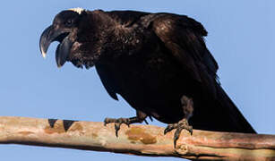 Thick-billed Raven