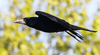 Corbeau freux