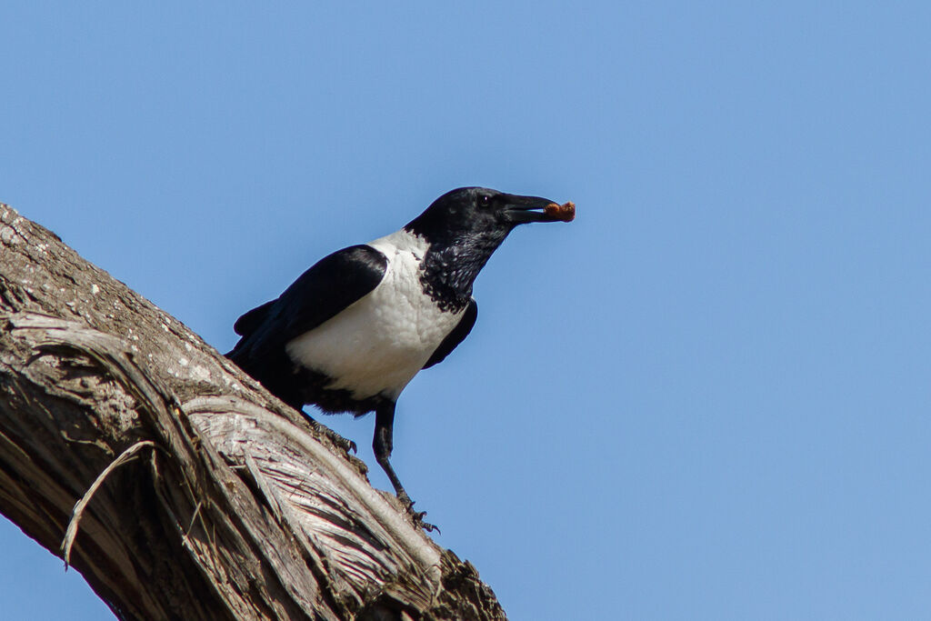 Corbeau pie