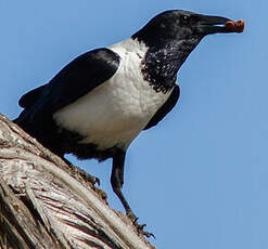 Corbeau pie