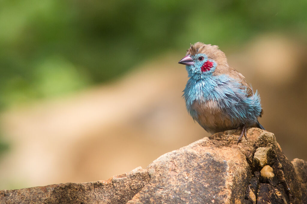 Red-cheeked Cordon-bleu