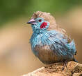 Cordonbleu à joues rouges