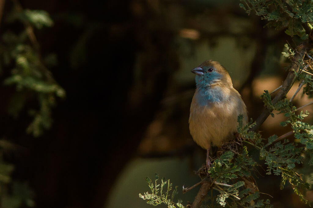 Blue Waxbill