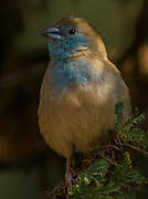 Blue Waxbill