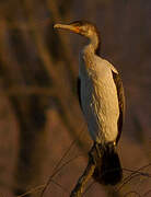 White-breasted Cormorant