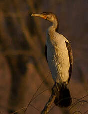 Cormoran à poitrine blanche