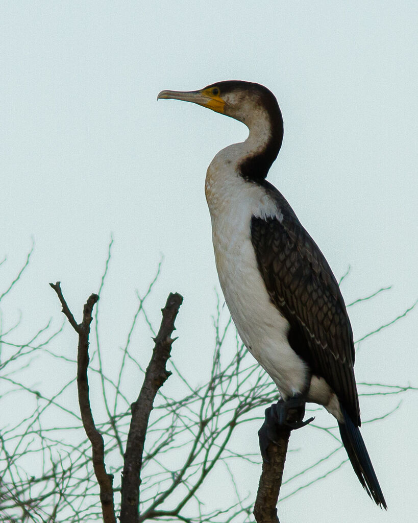 Cormoran à poitrine blanche