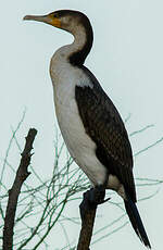 Cormoran à poitrine blanche