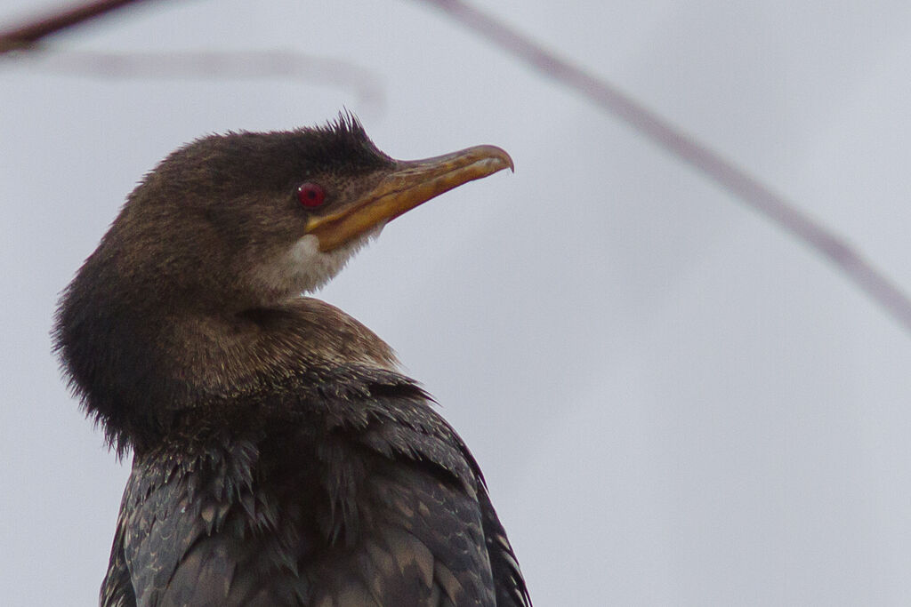 Reed Cormorant