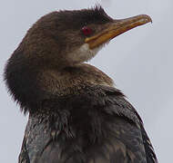 Reed Cormorant