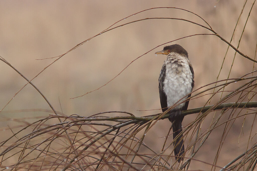 Reed Cormorant