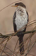 Reed Cormorant