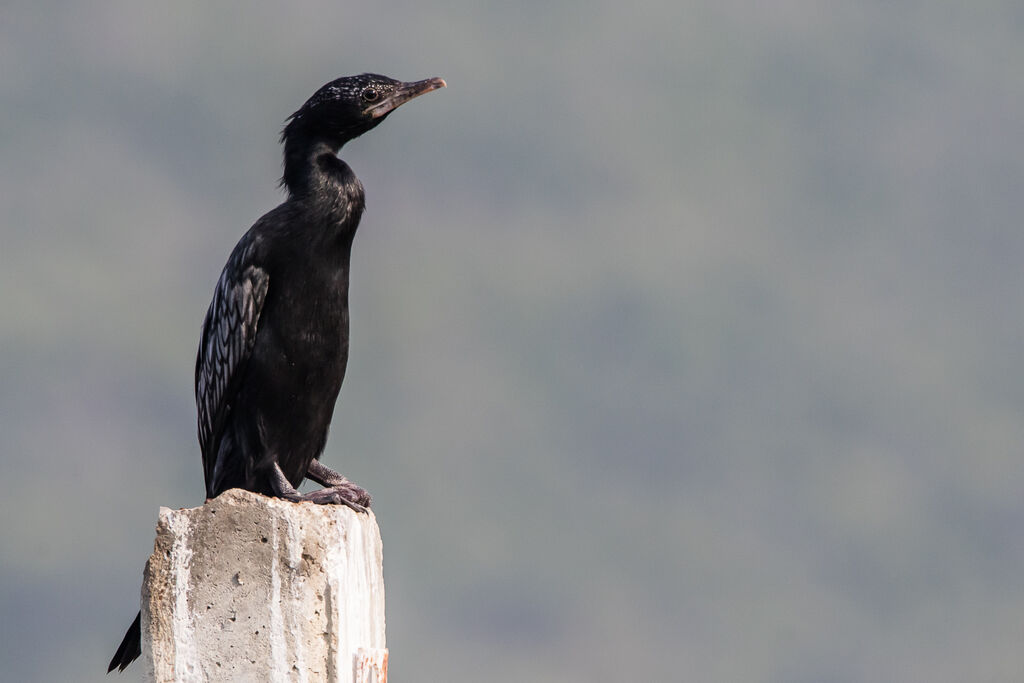 Cormoran de Vieillot, identification, portrait