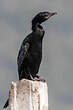 Cormoran de Vieillot