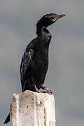 Little Cormorant