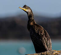 European Shag