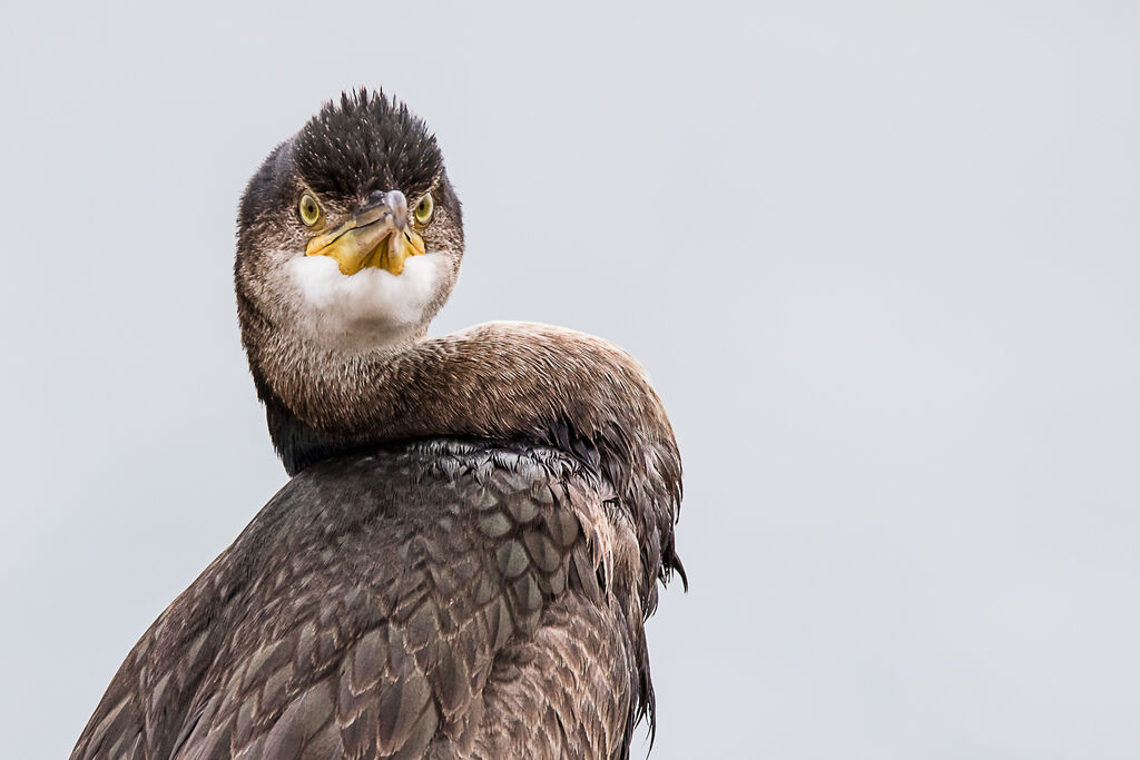 European Shag