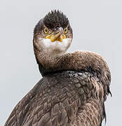 European Shag