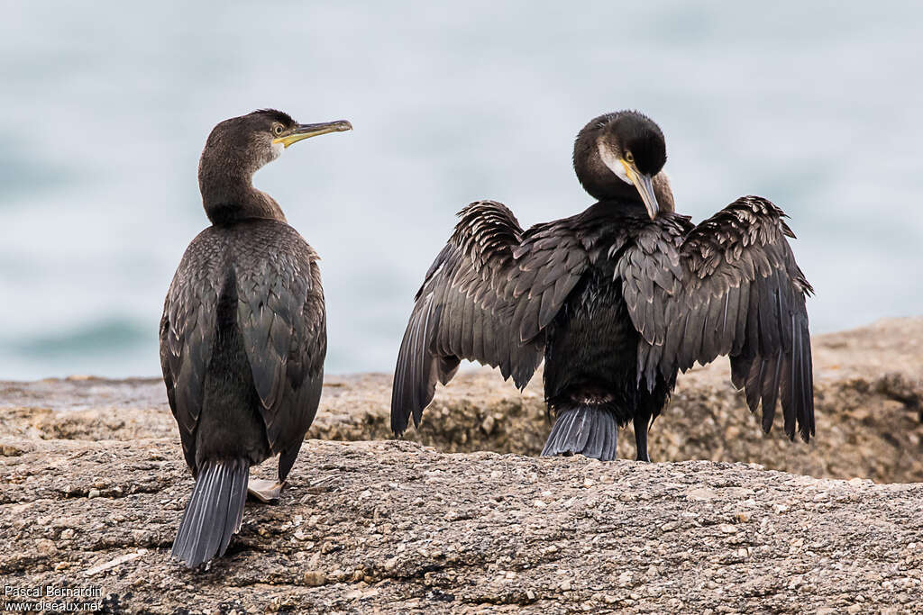 Cormoran huppéjuvénile, identification