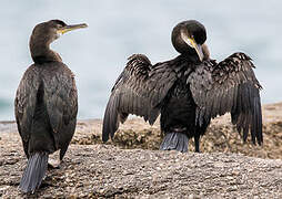 European Shag