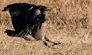 Hooded Crow